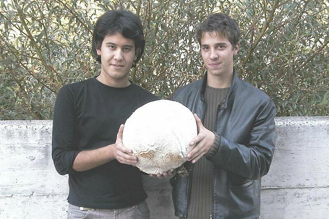 Maxi-fungo - Langermannia gigantea