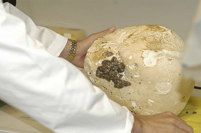 Maxi-fungo - Langermannia gigantea