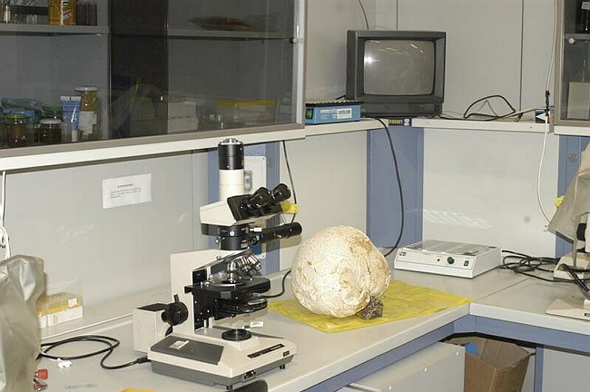 Maxi-fungo - Langermannia gigantea