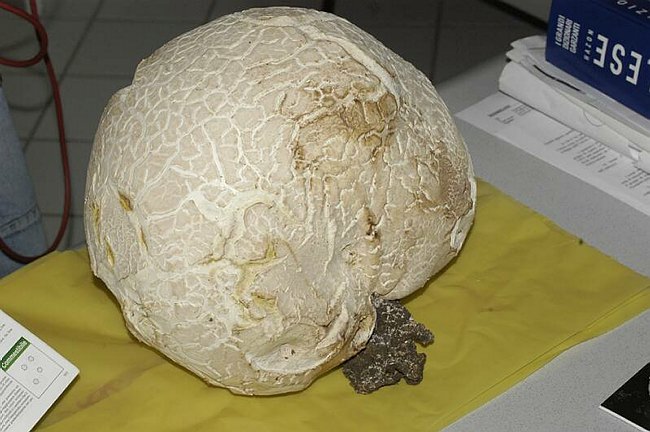 Maxi-fungo - Langermannia gigantea