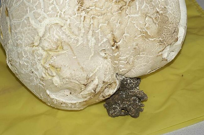 Maxi-fungo - Langermannia gigantea