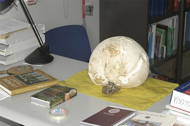 Maxi-fungo - Langermannia gigantea