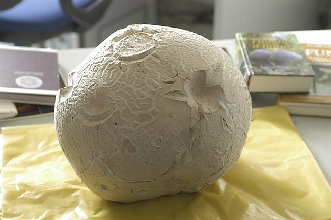 Maxi-fungo - Langermannia gigantea