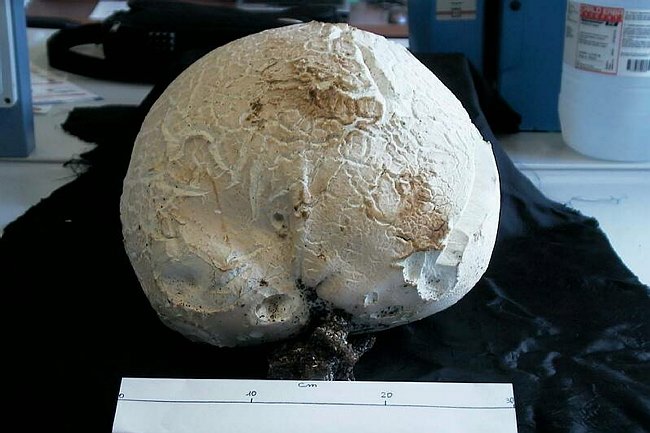 Maxi-fungo - Langermannia gigantea