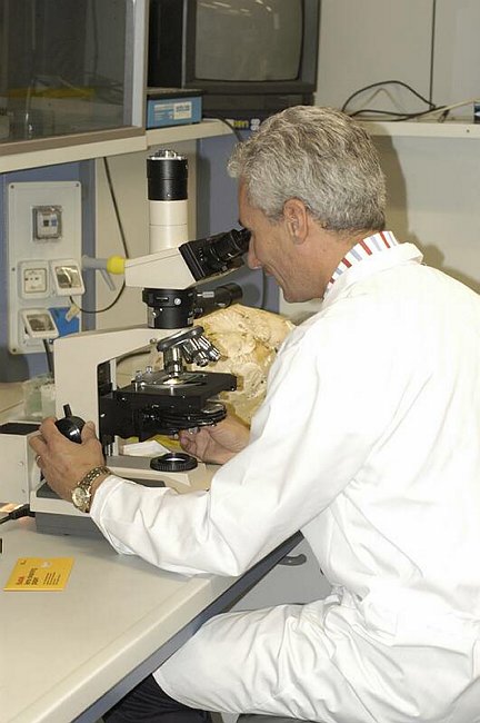 Maxi-fungo - Langermannia gigantea