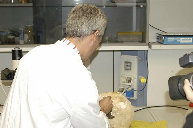 Maxi-fungo - Langermannia gigantea