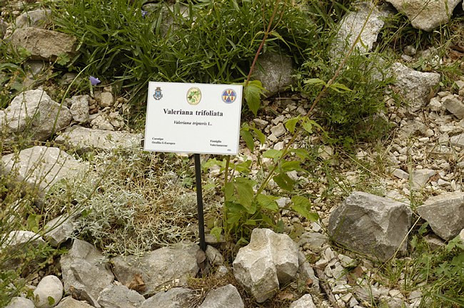 Presentazione del Giardino della Flora Appenninica di Capracotta