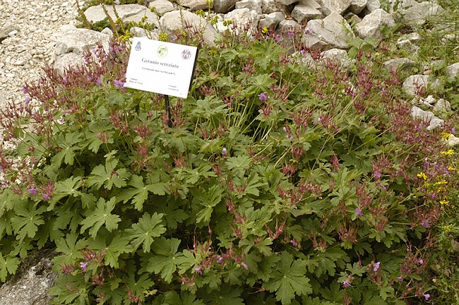 Presentazione del Giardino della Flora Appenninica di Capracotta