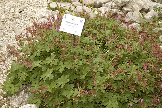 Presentazione del Giardino della Flora Appenninica di Capracotta