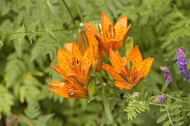 Presentazione del Giardino della Flora Appenninica di Capracotta