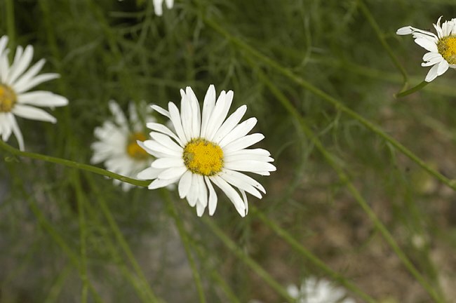 Presentazione del Giardino della Flora Appenninica di Capracotta