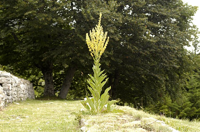 Presentazione del Giardino della Flora Appenninica di Capracotta