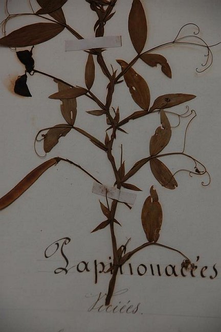 Cerimonia di inaugurazione del Museo dell�Erbario 