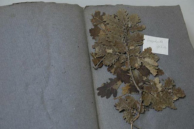 Cerimonia di inaugurazione del Museo dell�Erbario 