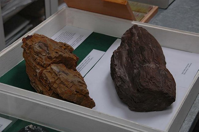 Cerimonia di inaugurazione del Museo dell�Erbario 