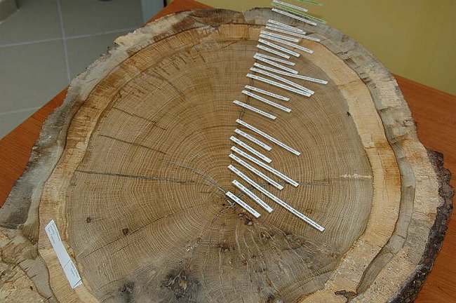 Cerimonia di inaugurazione del Museo dell�Erbario 