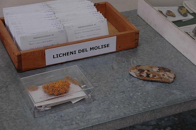 Cerimonia di inaugurazione del Museo dell�Erbario 