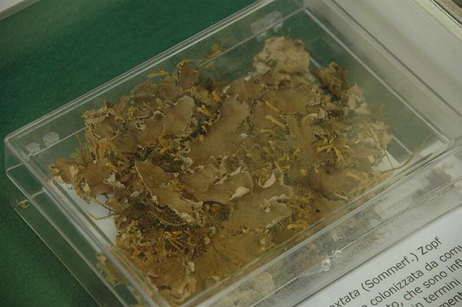 Cerimonia di inaugurazione del Museo dell�Erbario 