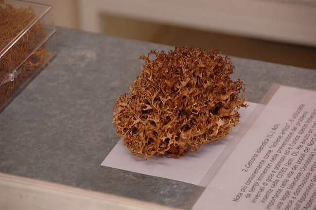 Cerimonia di inaugurazione del Museo dell�Erbario 