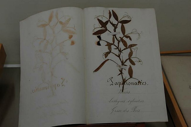 Cerimonia di inaugurazione del Museo dell�Erbario 