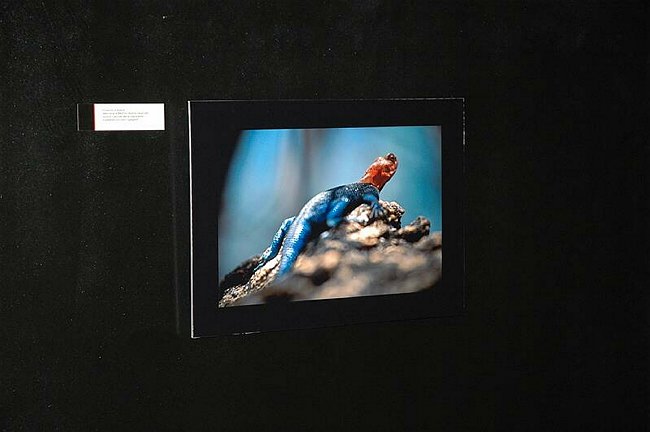 �Landscape and wildlife in Tanzania�