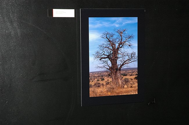 �Landscape and wildlife in Tanzania�