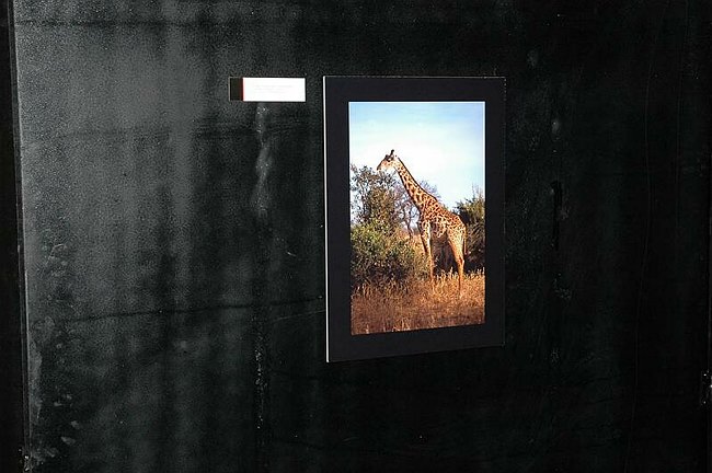 �Landscape and wildlife in Tanzania�