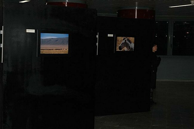 �Landscape and wildlife in Tanzania�