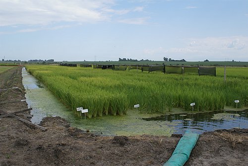 Master Internazionale Italo-Argentino