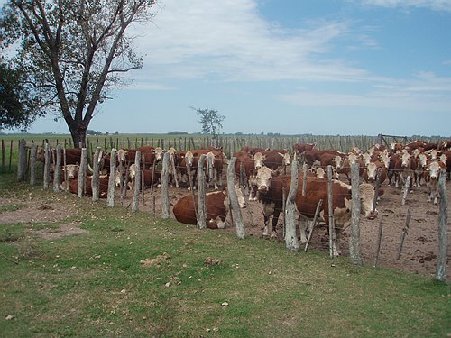 Master Internazionale Italo-Argentino