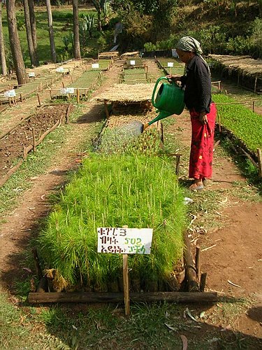 Missione Scientifico-Culturale ad Addis Abeba