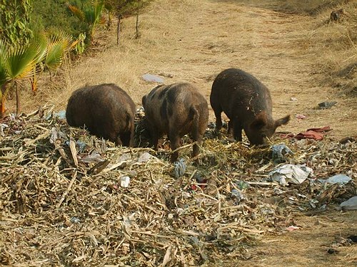 Missione Scientifico-Culturale ad Addis Abeba