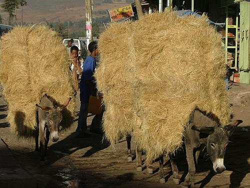 Missione Scientifico-Culturale ad Addis Abeba