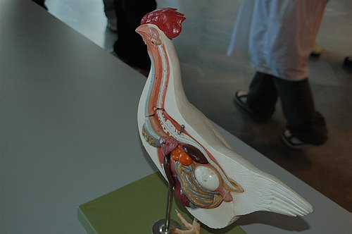 XVIII Settimana della Cultura Scientifica e Tecnologica