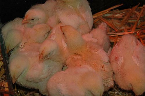 XVIII Settimana della Cultura Scientifica e Tecnologica