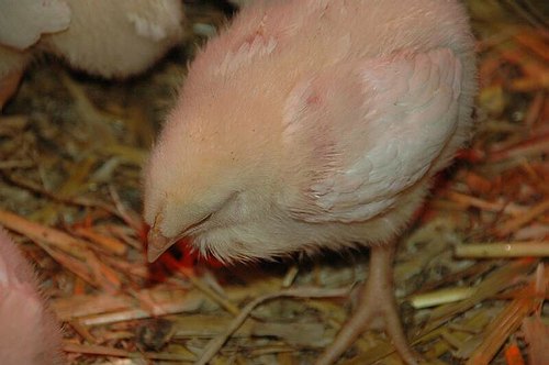 XVIII Settimana della Cultura Scientifica e Tecnologica