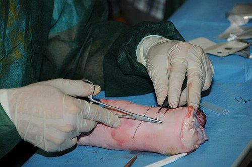 Facolt� di Medicina e Chirurgia