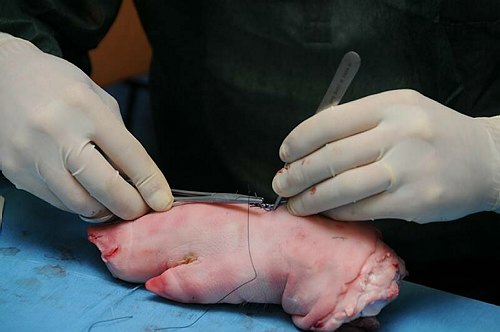 Facolt� di Medicina e Chirurgia