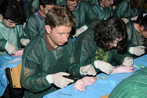 Facolt� di Medicina e Chirurgia